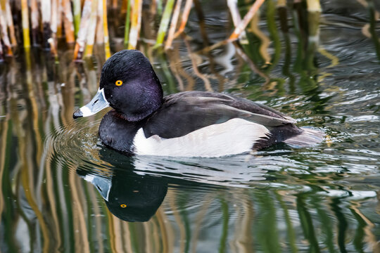 Ring-necked Duck (Aythya collaris) swimming in pond at the Riparian Preserve at Water Ranch; Gilbert, Arizona, United States of America