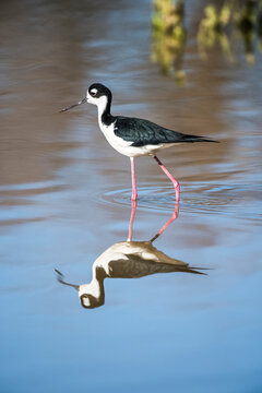 Black-necked Stilt (Himantopus mexicanus) wading in shallow water and showing its reflection at the Riparian Preserve at Water Ranch; Gilbert, Arizona, United States of America