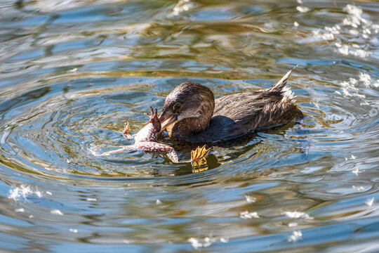 Pied-billed Grebe (Podilymbus podiceps) attacking a Lowland Leopard Frog (Rana yavapaiensis) at Sweetwater Wetlands; Tucson, Arizona, United States of America