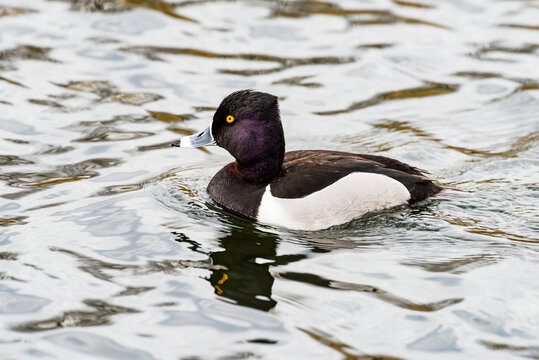 Ring-necked Duck (Aythya collaris) swimming in pond at the Riparian Preserve at Water Ranch; Gilbert, Arizona, United States of America