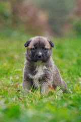 Puppy breed Alabai