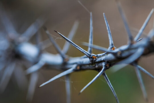 Thorny plant, Chihuahuan Desert, Oliver Lee Memorial State Park; Alamogordo, New Mexico, United States of America