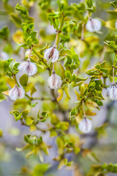 Creosote bush (Larrea tridentata), Chihuahuan Desert, Oliver Lee Memorial State Park; Alamogordo, New Mexico, United States of America