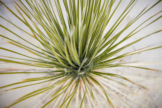 Overhead view of a Soaptree yucca (Yucca elata), White Sands National Monument; Alamogordo, New Mexico, United States of America