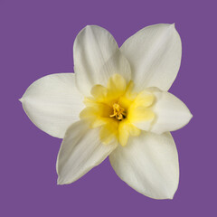 Fototapeta na wymiar White narcissus flower with a yellow center on a dark purple background.