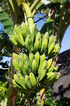 Bundle of growing bananas on a tree; Vinales, Cuba