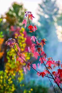 Autumn red maple leaves with frost and fog in the air; Quebec, Canada