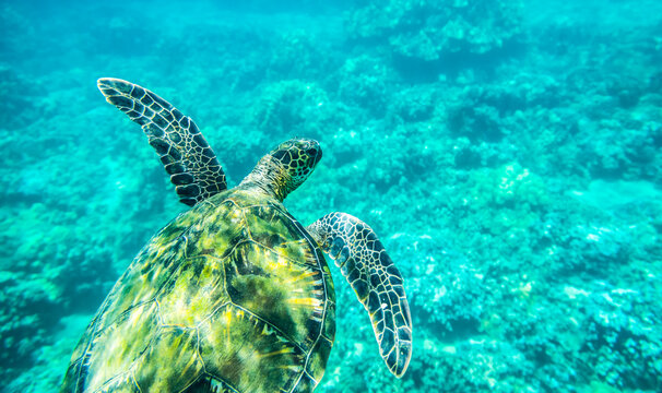 A young sea turtle (Chelonia mydas) swims underwater; Maui, Hawaii, United States of America