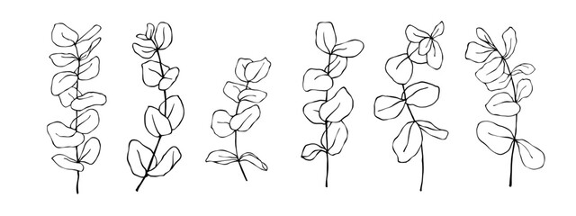 Linear sketch set of ecaliptus tree branches.Vector graphics.