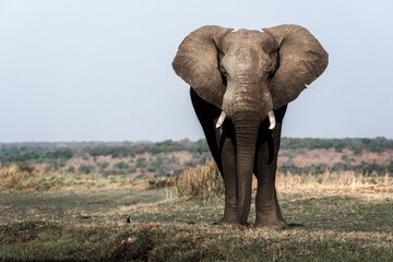 Fototapeta na wymiar Elephant in Africa