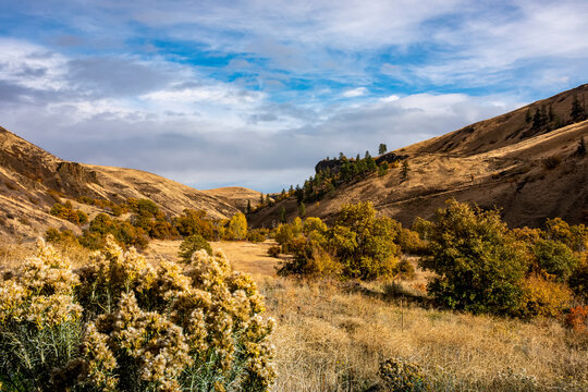 NPK Canyon and autumn colours from Oak Creek Road, Rabbitbrush (Ericameria Nauseosa), Eastern Washington; Nachez, Washington, United States of America