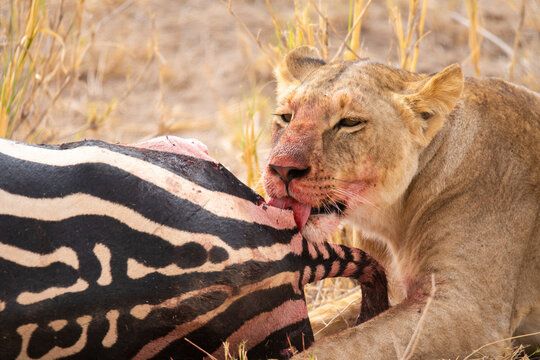 Powerful lion eating zebra on dry grass