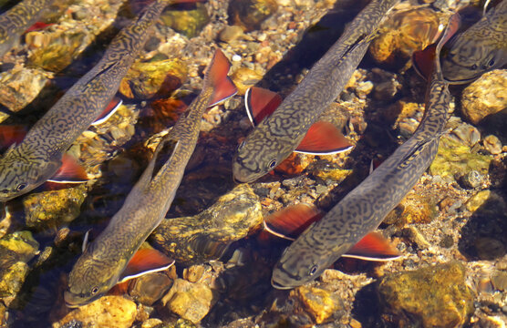 Directly above some trout swimming over rocks; Denver, Colorado, United States of America