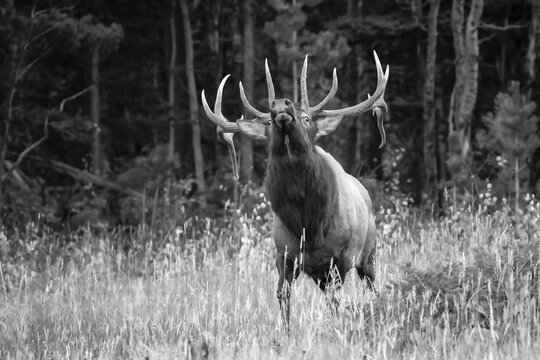 Black and white image of an Bull Elk (Cervus canadensis) looking up as it stands in a field at the edge of a forest; Estes Park, Colorado, United States of America