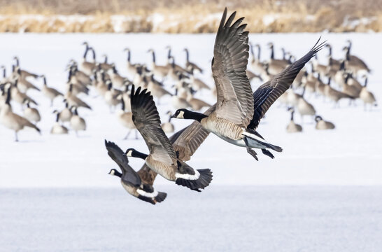 Flock of Canada geese (Branta canadensis) in snow and flying over a frozen lake; Denver, Colorado, United States of America