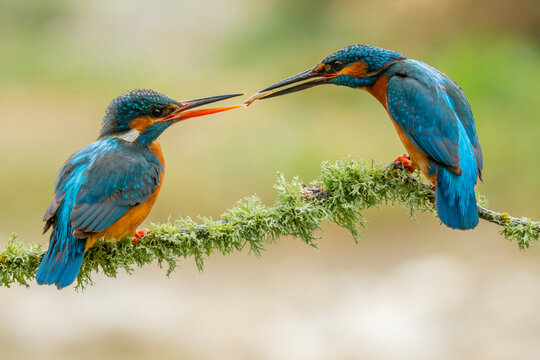 Alcedo atthis sharing prey with partner