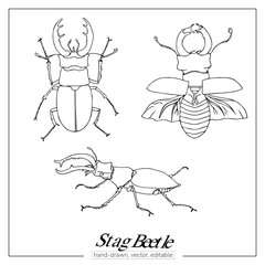 Stag beetle set. Linear insect for colouring books, zoology books, journals, magazines.