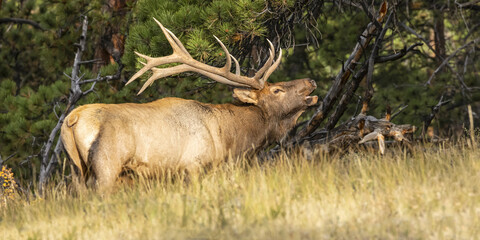 Bull elk (Cervus canadensis) standing in tall grass on the edge of a forest; Estes Park, Colorado, United States of America
