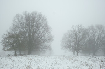 Single trees in a snowy field in thick fog