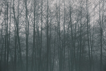 Forest without leaves in dense fog close-up