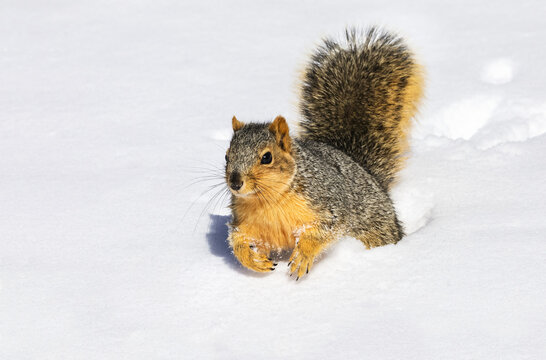 Fox squirrel (Sciurus niger) in snow; Denver, Colorado, United States of America