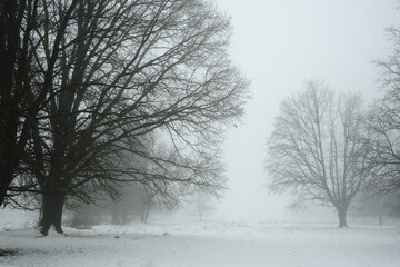 Single trees in a snowy field in thick fog