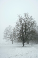 Single trees in a snowy field in thick fog