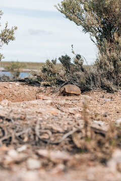 Small armadillo standing on dry land