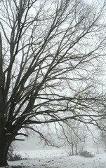 Tree branches without leaves in fog close-up