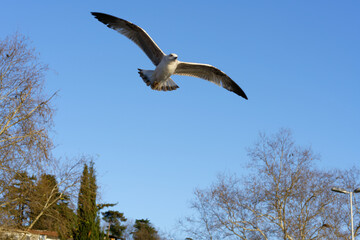 seagull in flight