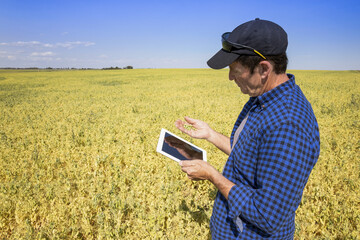 A farmer stands in a farm field using a tablet and holding a handful of peas; Alberta, Canada