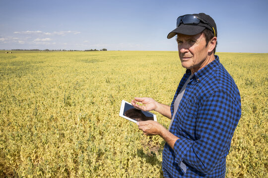 A farmer stands in a farm field using a tablet and holding a handful of peas; Alberta, Canada