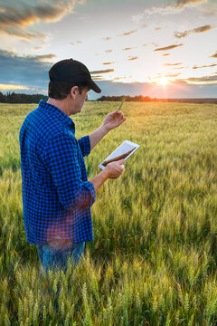 A farmer stands in a field of wheat using a tablet at sunset; Alberta, Canada