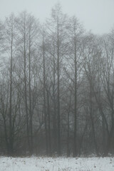 Snowy forest edge in the fog