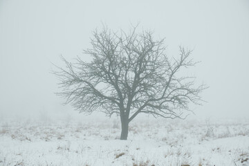 Single tree in a snowy field in thick fog