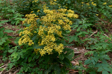 Senecio ovatus yellow flowers