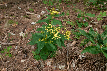 Senecio ovatus yellow flowers