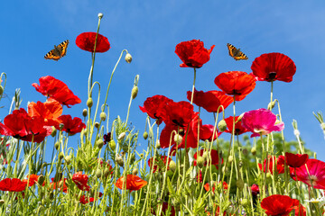 Butterflies flying over red poppies; Whitburn, Tyne and Wear, England