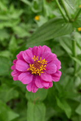 Obraz premium Zinnia elegans colorful flowers