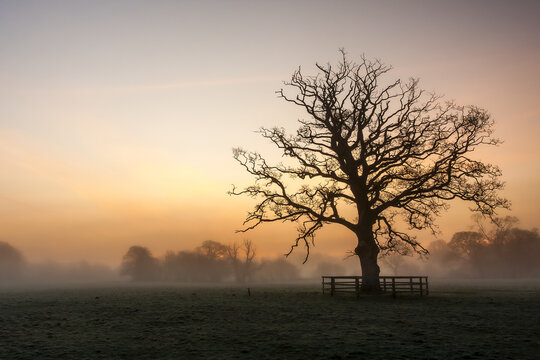 Silhouette of a big leafless tree in a foggy field in winter at dawn; Rathcormac, County Cork, Ireland