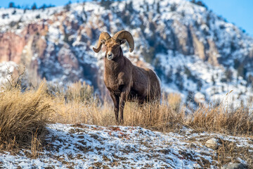 Bighorn Sheep ram (Ovis canadensis) stands on a ridge near Yellowstone National Park; Montana, United States of America