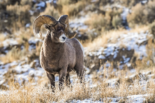 Bighorn Sheep ram (Ovis canadensis) stands on a ridge during the rut near Yellowstone National Park; Montana, United States of America