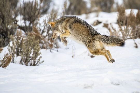 Coyote (Canis latrans) leaps in the air while hunting mice in Yellowstone National Park; Wyoming, United States of America