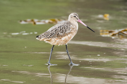Marbled Godwit (Limosa fedoa) walks in wet sand along shore; Morro Bay, California, United States of America