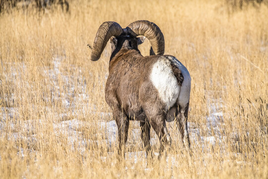 Bighorn Sheep ram (Ovis canadensis) with massive horns staring into the distance near Yellowstone National Park; Montana, United States of America