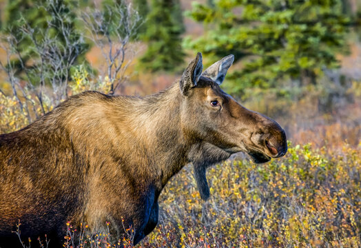 Close-up image of a cow moose (Alces alces) in Denali State Park during the rutting season; Alaska, United States of America
