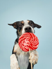 funny dog with candy on a green background. Happy Border Collie in studio 