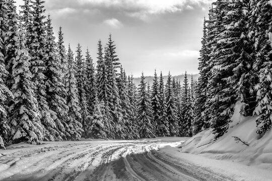 Black and white image of snow-covered road and forest in the Rocky Mountains; British Columbia, Canada