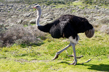 Ostrich, Cape Peninsula, South Coast, South Africa
