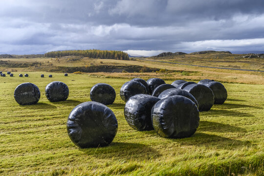 Round hay bales wrapped in black polypropylene; Fljotsdalsherad, Eastern Region, Iceland